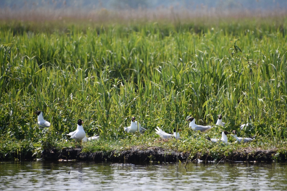 Zwartkopmeeuw en kokmeeuwen - Vogels - 