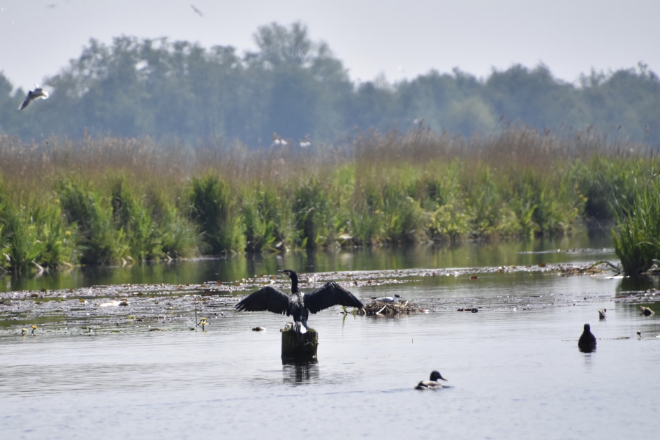 Aalscholver aan het drogen - Vogels - 