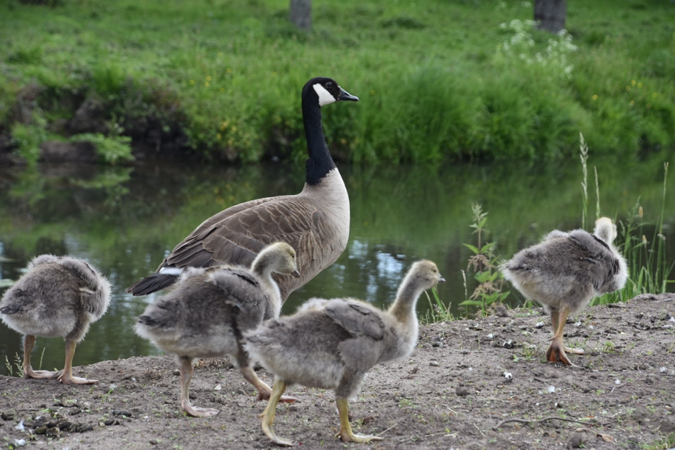 Aan de wandel - Vogels - 