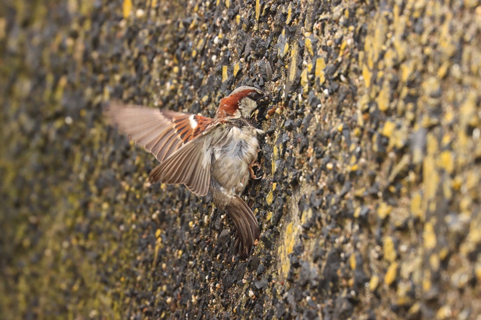 Acrobatische toeren van een huismus - Vogels - Huismus