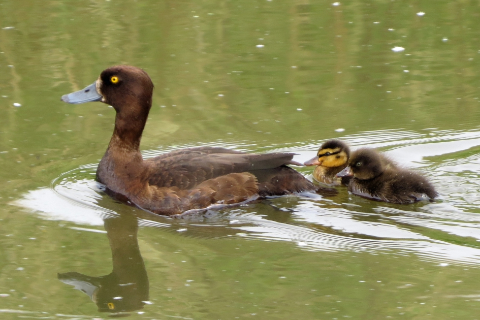 Adoptie-eendje - Vogels - 