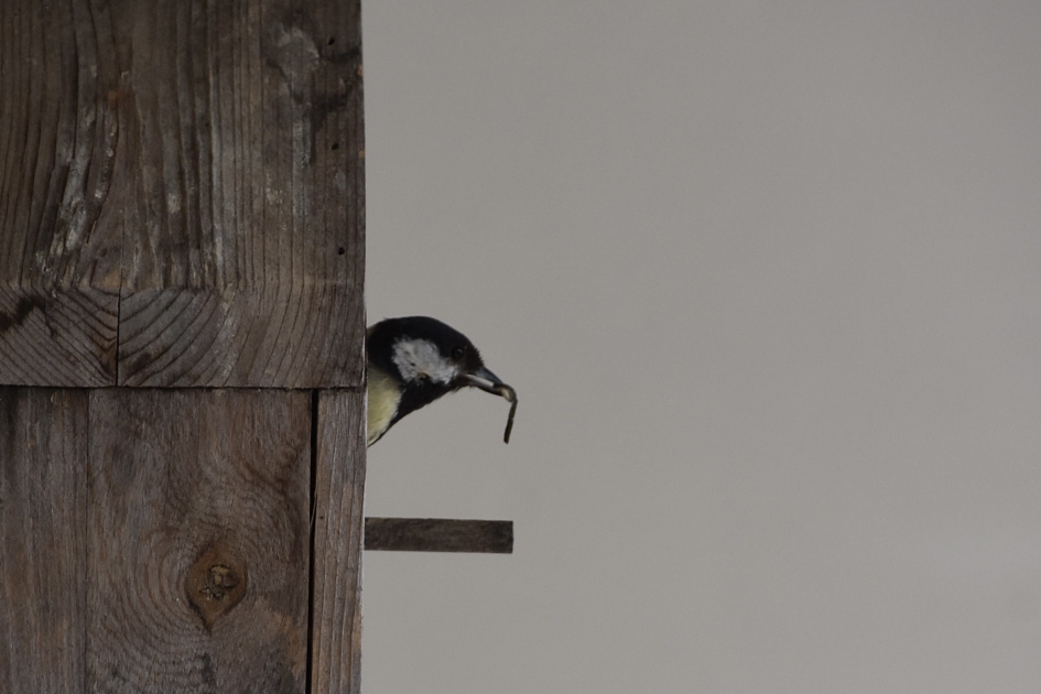 Afval naar buiten - Vogels - 