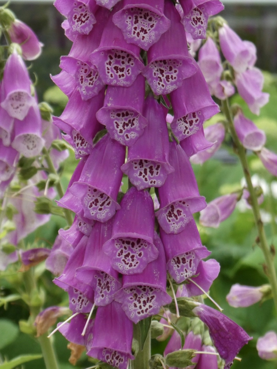 Altijd mooi - Planten - Vingerhoedskruid