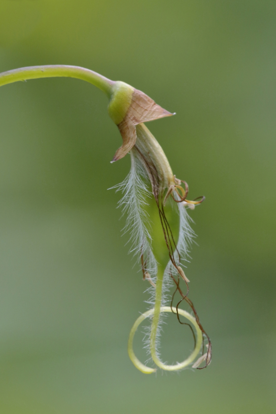 art of nature - Planten - brem
