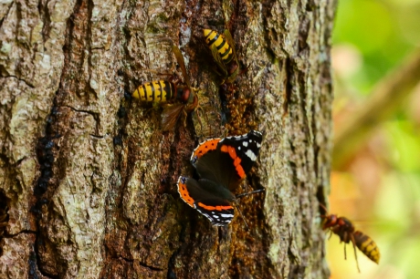 Atalanta en hoornaars