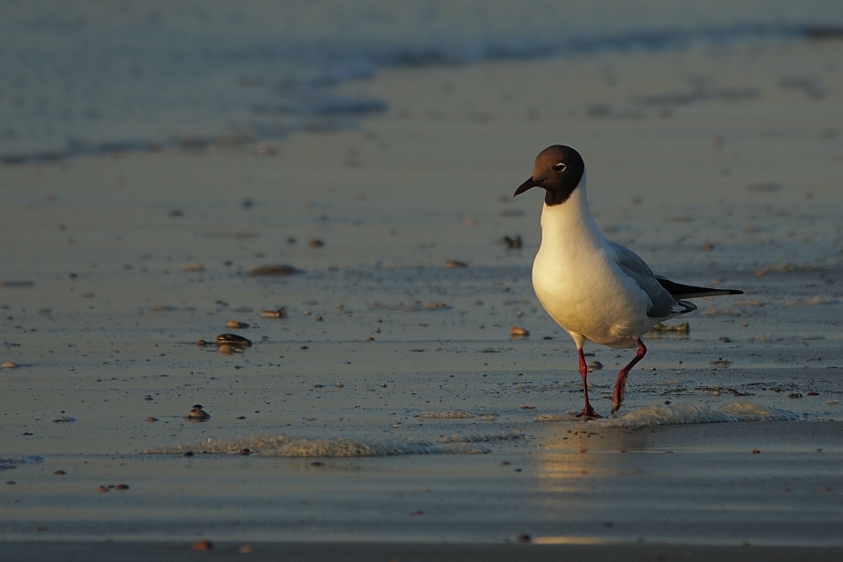 Avondwandelingetje - Vogels - Kokmeeuw