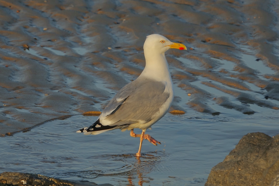 Avondwandelingetje 2 - Vogels - Zilvermeeuw