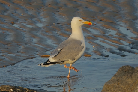 Avondwandelingetje 2