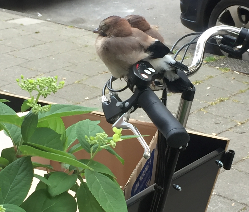 Bakfietsvogels - Vogels - Gaai