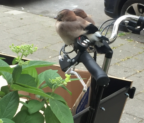 Bakfietsvogels