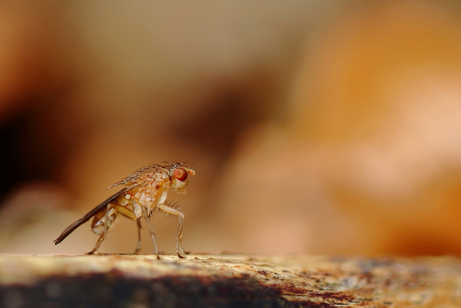 beestje bij z'n naam noemen - Geleedpotigen - strontvlieg