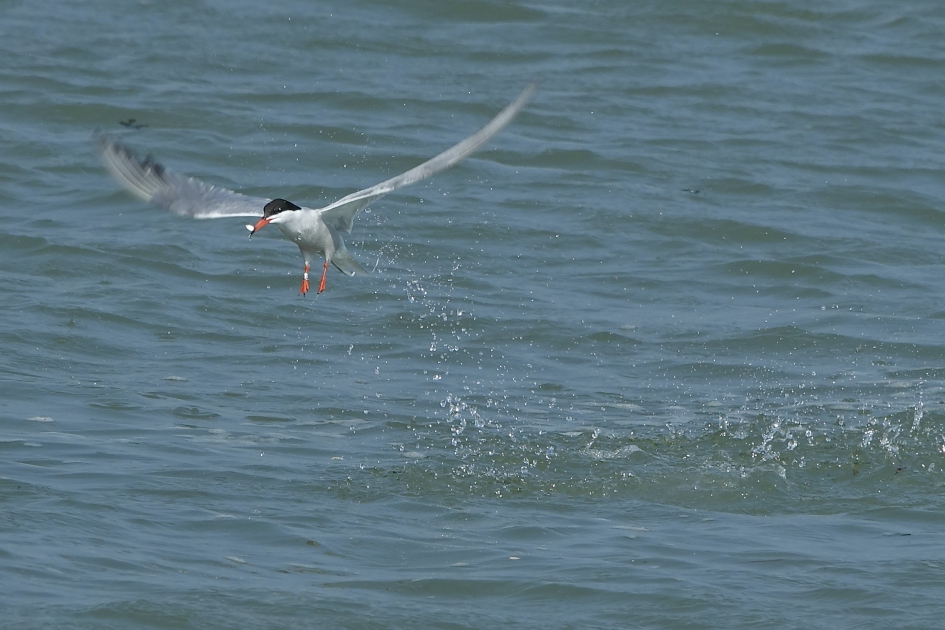Beet - Vogels - Visdief