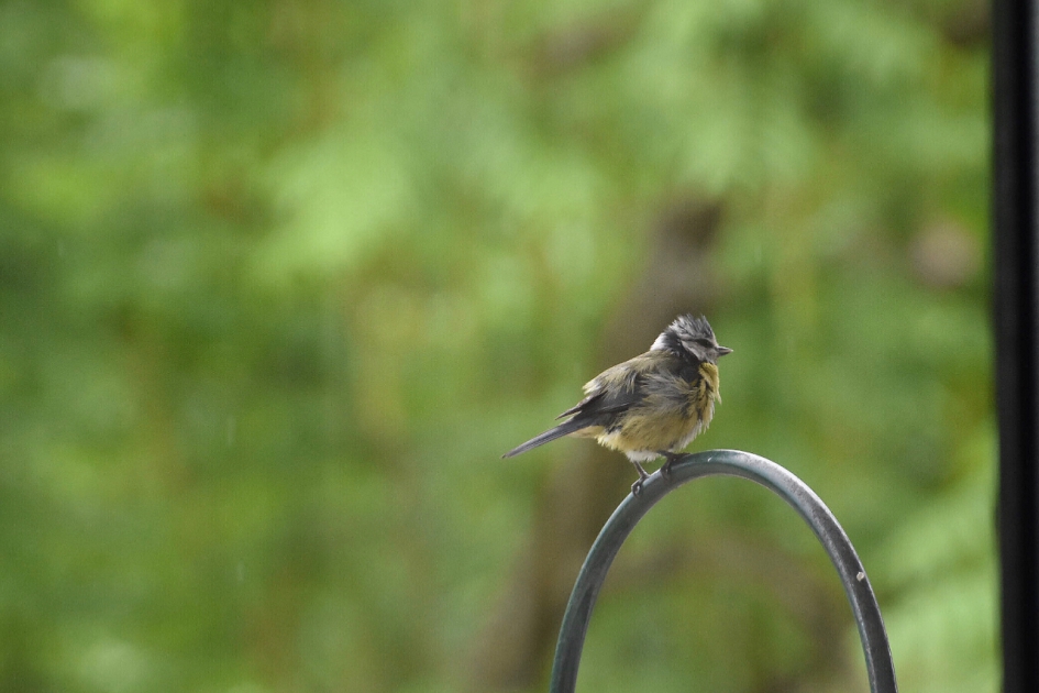 Beetje rommelige veren - Vogels - 