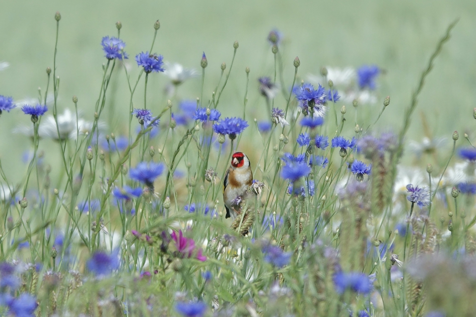 Bekoorlijk plekje - Vogels - Putter