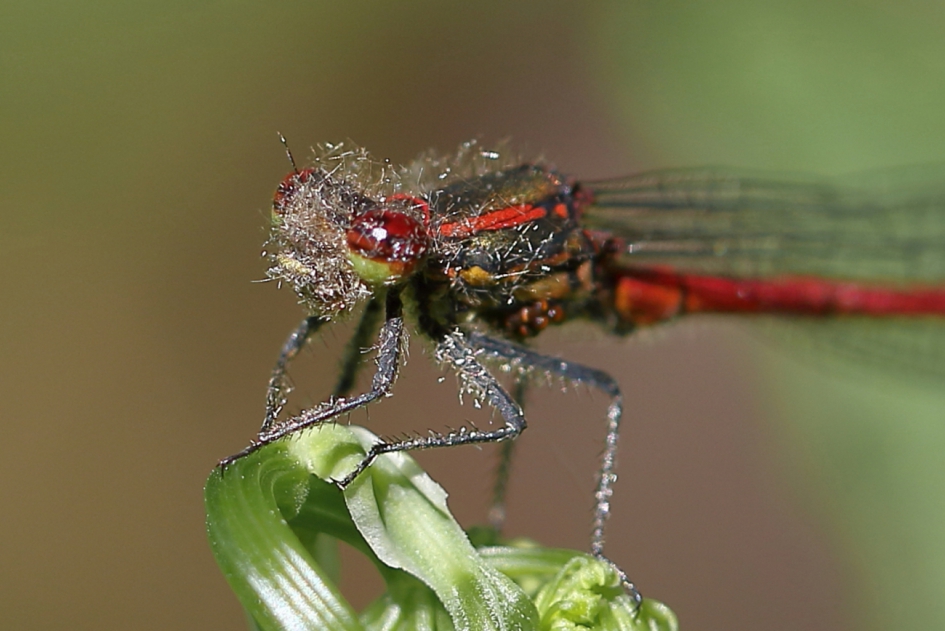 beperkt zicht - Geleedpotigen - vuurjuffer