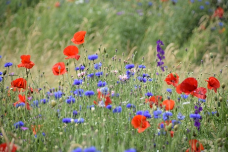 korenbloemen en klaprozen