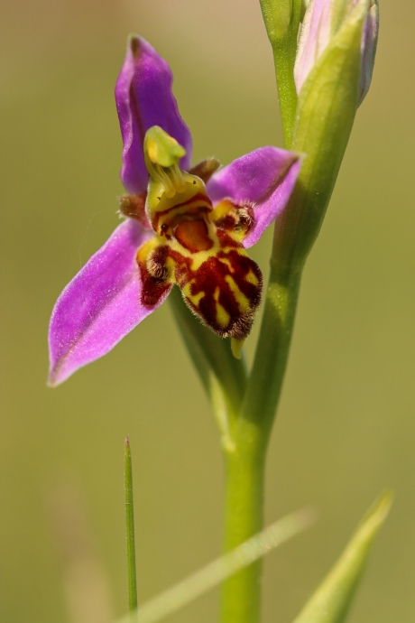 Bijenorchis