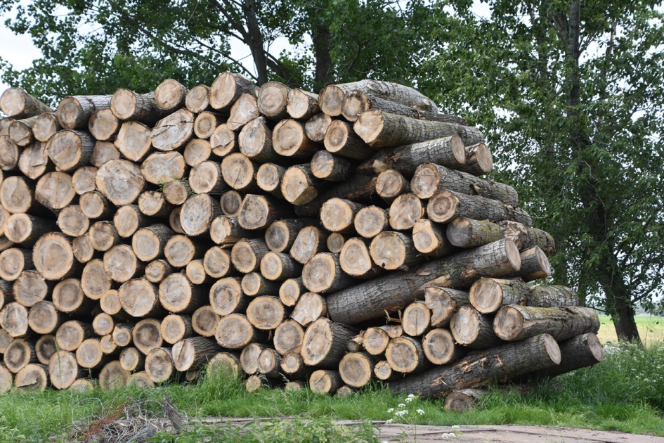 Bijzondere stapeling - Planten - 