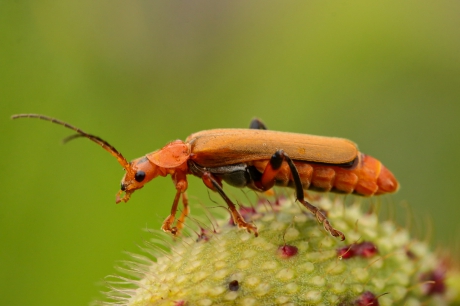 Bleekgele weekschildkever