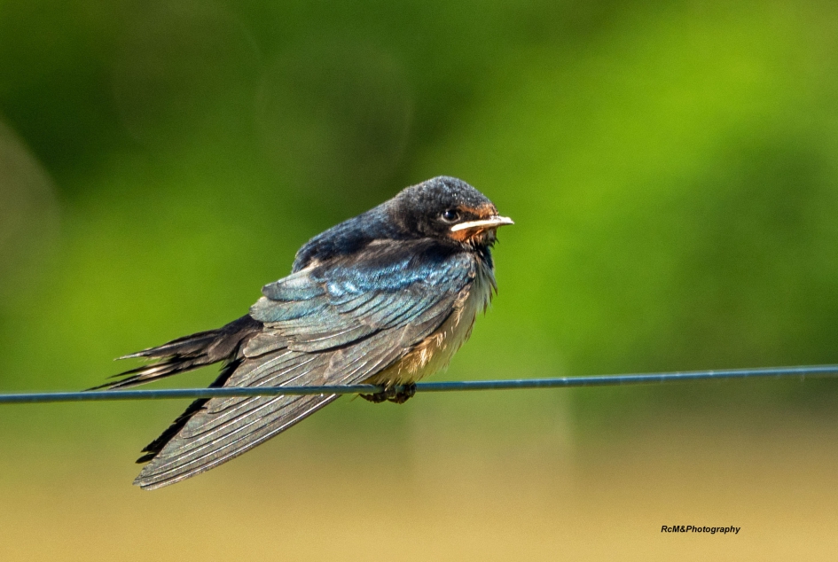 Boerenzwaluw. - Vogels - Boerenzwaluw.