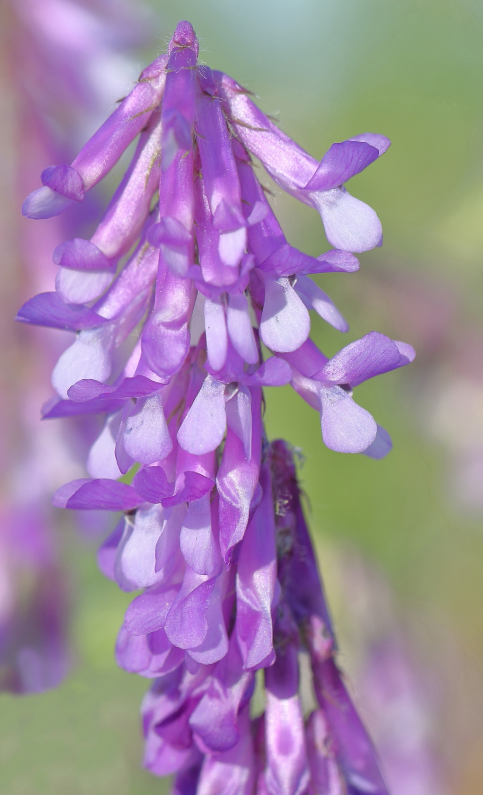 bonte wikke - foto 3 van 3- - Planten - bonte wikke