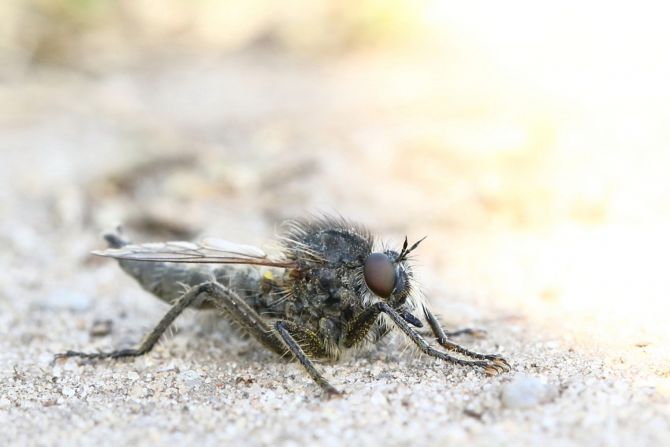 borstelroofvlieg -v- - Geleedpotigen - borstelroofvlieg