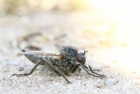 borstelroofvlieg -v-