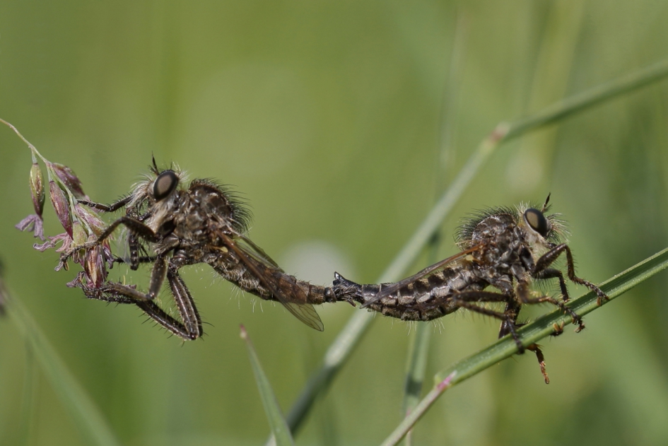 borstelroofvlieg - Geleedpotigen - borstelroofvlieg