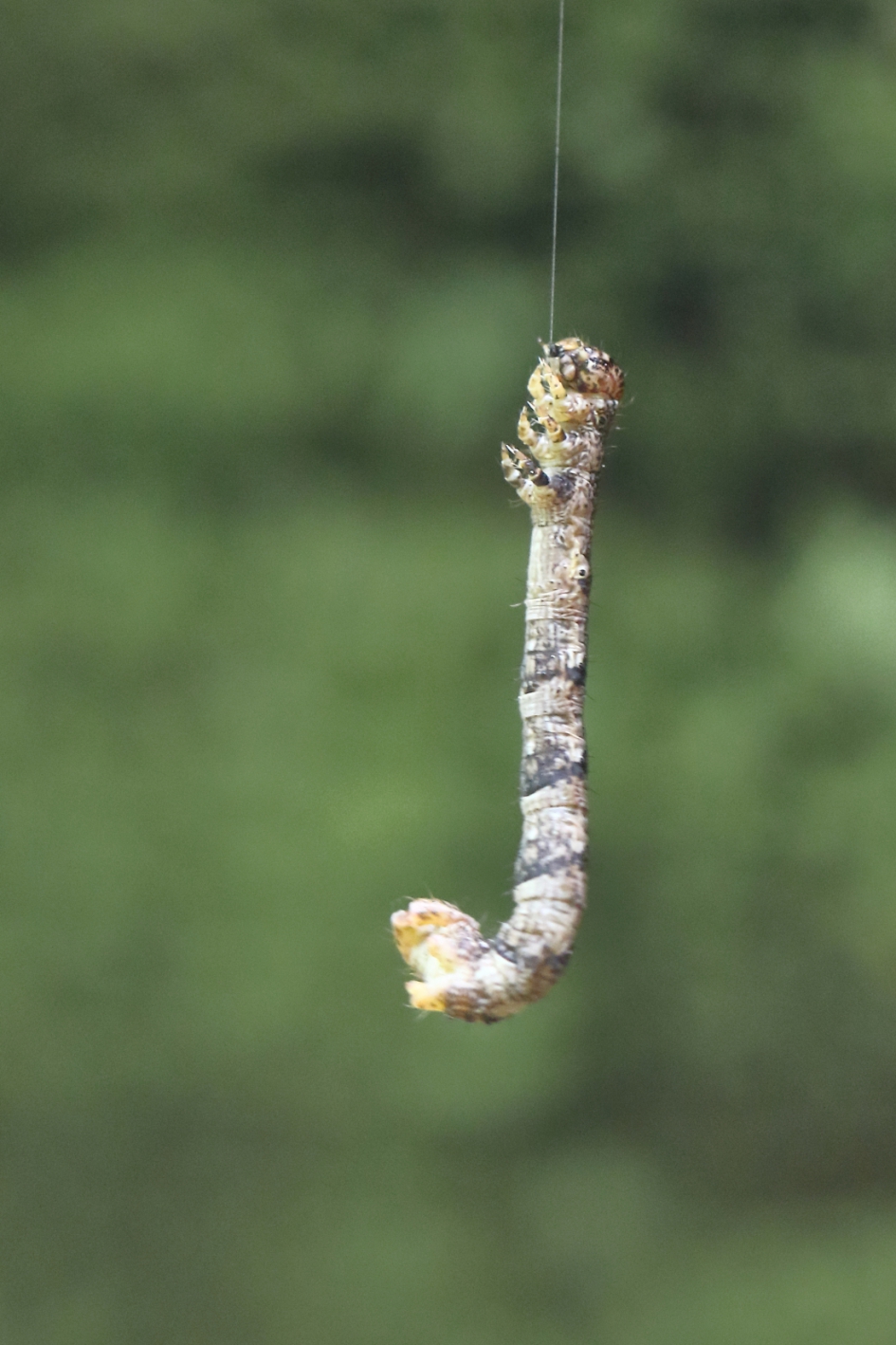 boven het hoofd hangen - Geleedpotigen - grote wintervlinder
