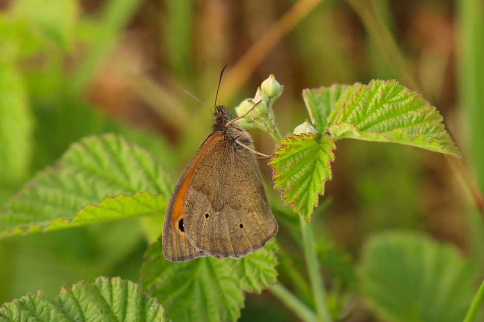 Bruin zandoogje - Geleedpotigen - Bruin zandoogje