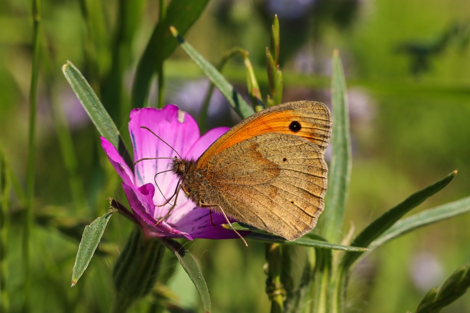 Bruin zandoogje - Geleedpotigen - Bruin zandoogje