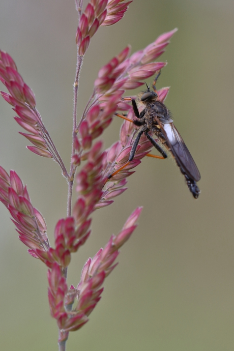 bruinvleugelroofvlieg -v-