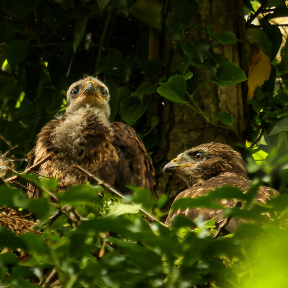 Buizerd nest - Vogels - Buizerd