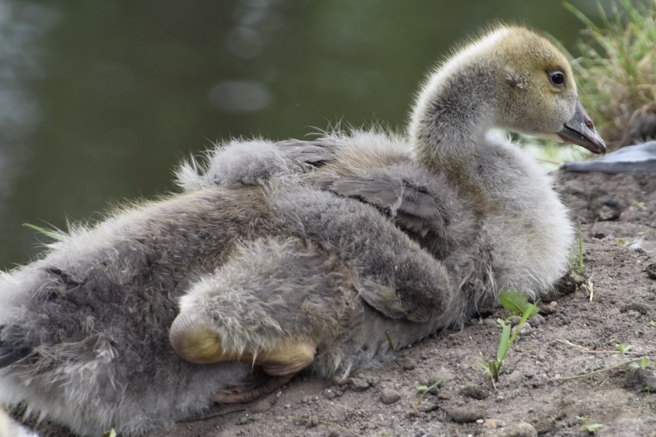 Canadees gansje - Vogels - 