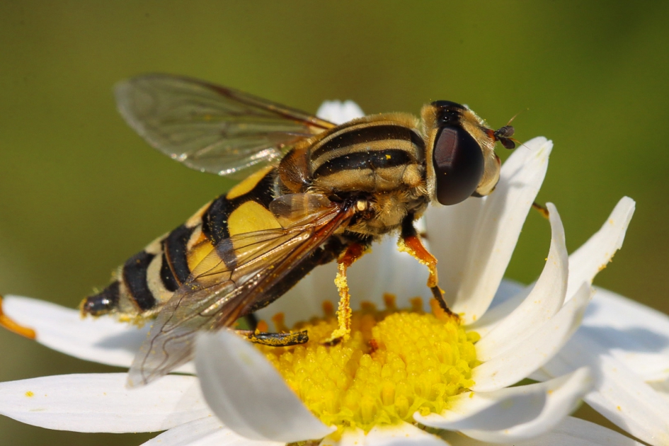 Citroenpendelvlieg - Geleedpotigen - Citroenpendelvlieg