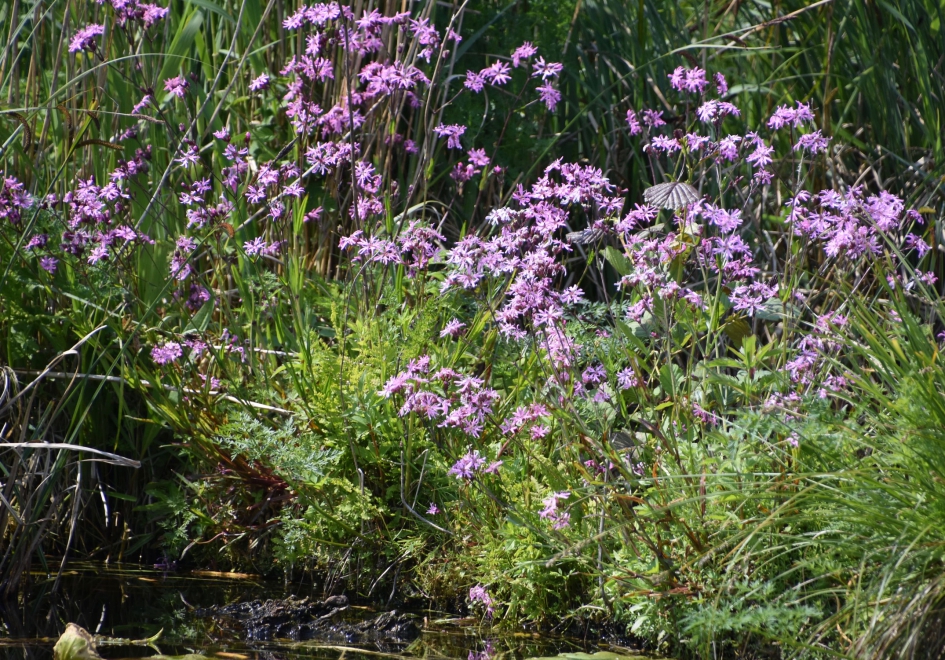 Dagkoekoeksbloem - Planten - 