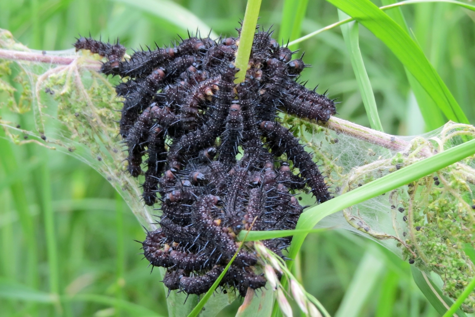Dagpauwoogrupsen - Geleedpotigen - 