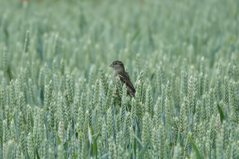 De hemel voor een zaadeter - Vogels - Huismus