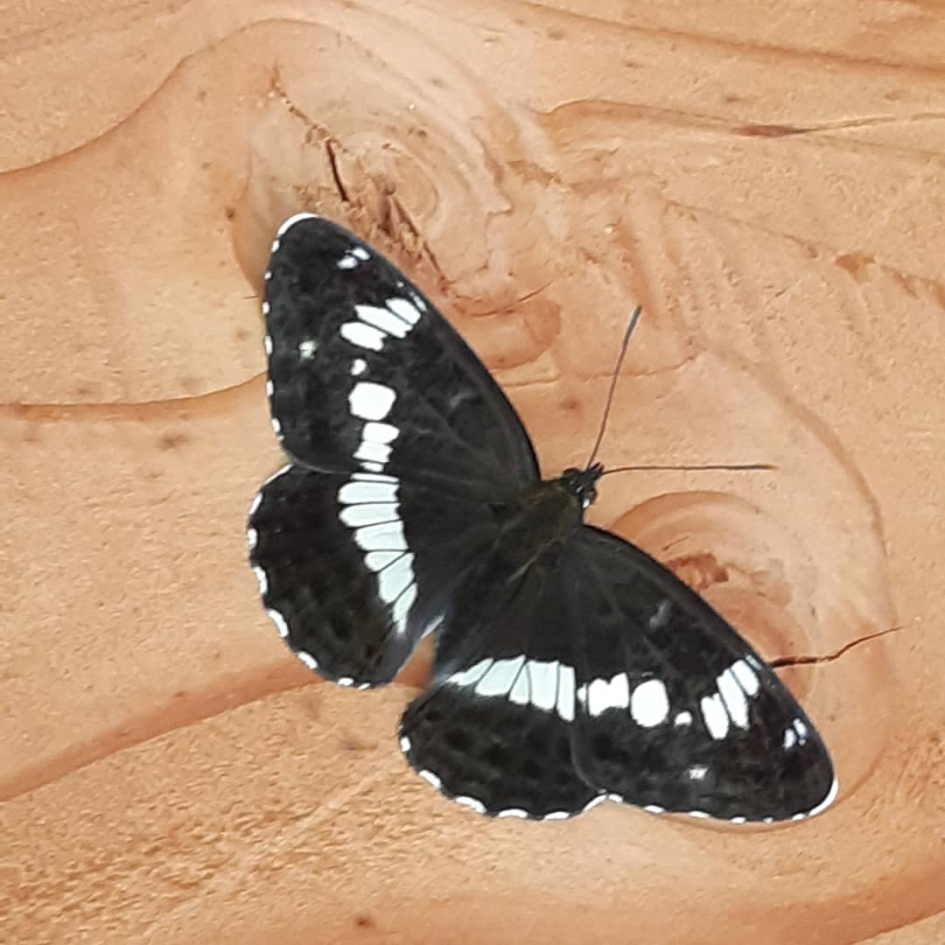 de kleine ijsvogelvlinder - Geleedpotigen - kleine ijsvogelvlinder