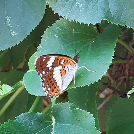 de kleine ijsvogelvlinder