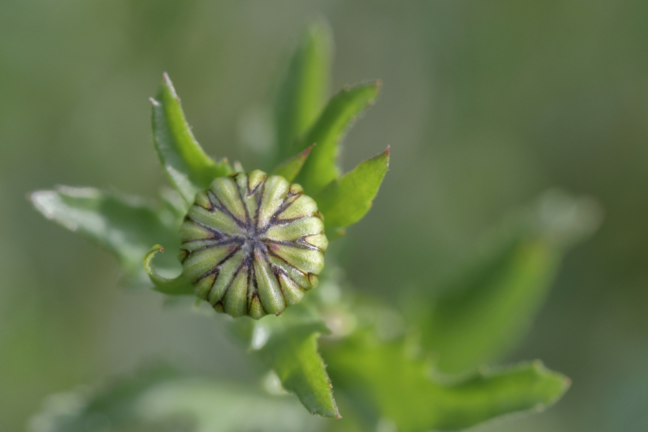de knop van een margriet - Planten - margriet