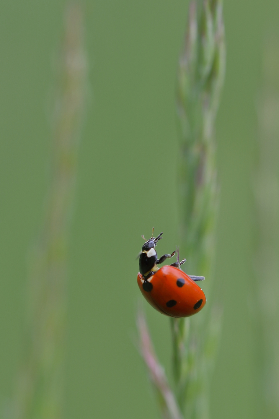 de kunst van het loslaten - Geleedpotigen - 7-stippelig lhb