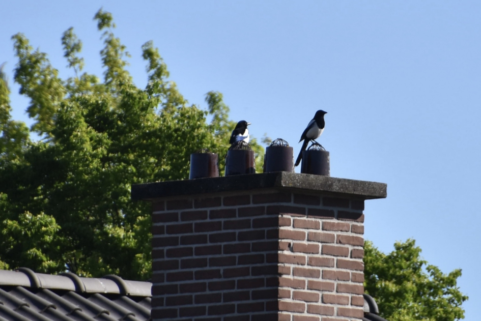 De schoorstenen waren druk bezet - Vogels - 