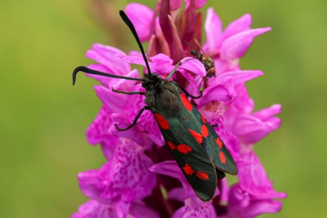 De Sint Jansvlinder en de vlieg