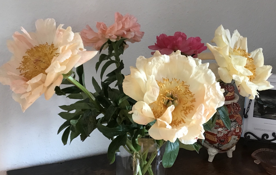 Deze varianten in kleur - Planten - 