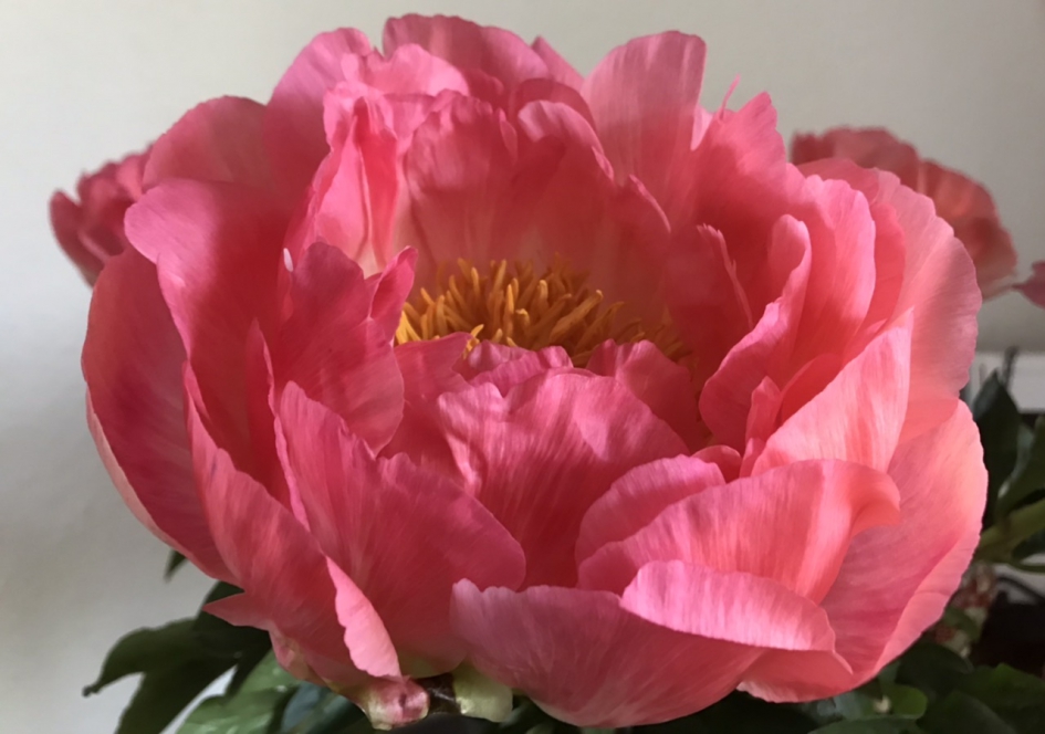 Dieproze in het begin - Planten - 