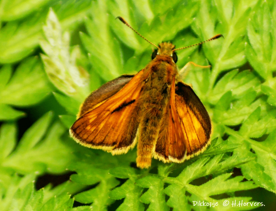 Dikkopje. - Geleedpotigen - Dikkopje.