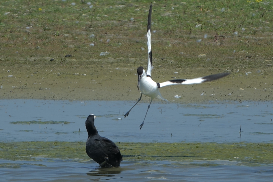 Dispuut 2 - Vogels - Kluut