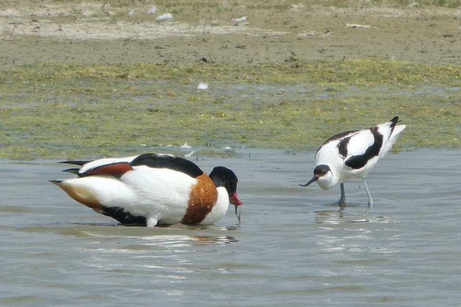 Dispuut - Vogels - Kluut