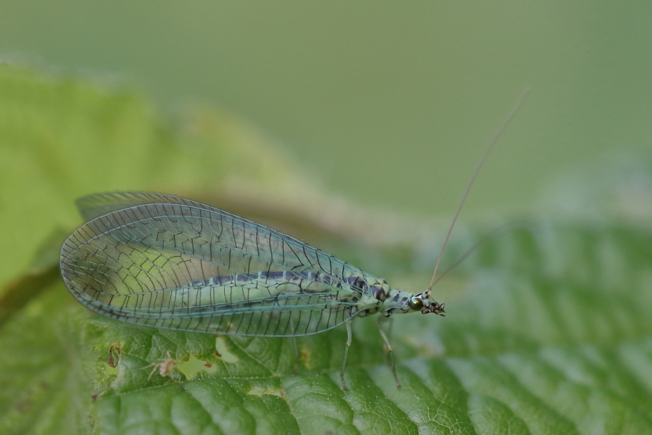 doorzichtig - Geleedpotigen - gewone gaasvlieg
